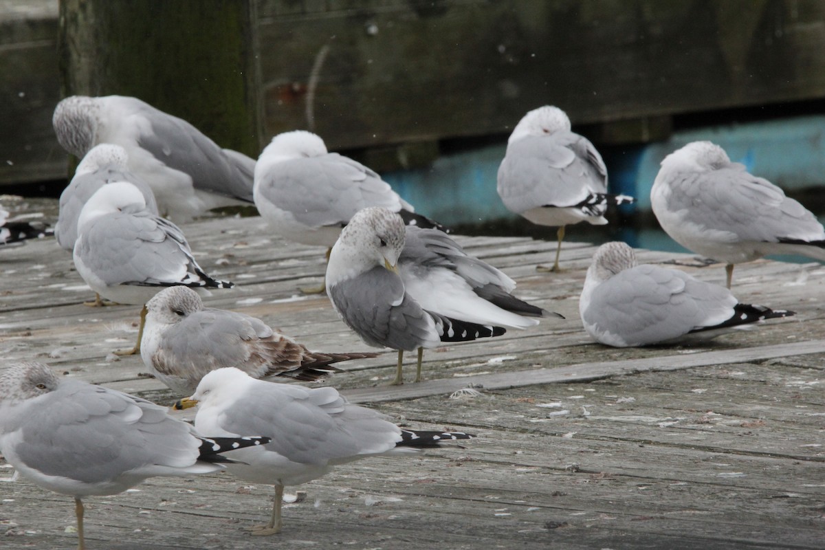 Common Gull (Kamchatka) - ML620606761