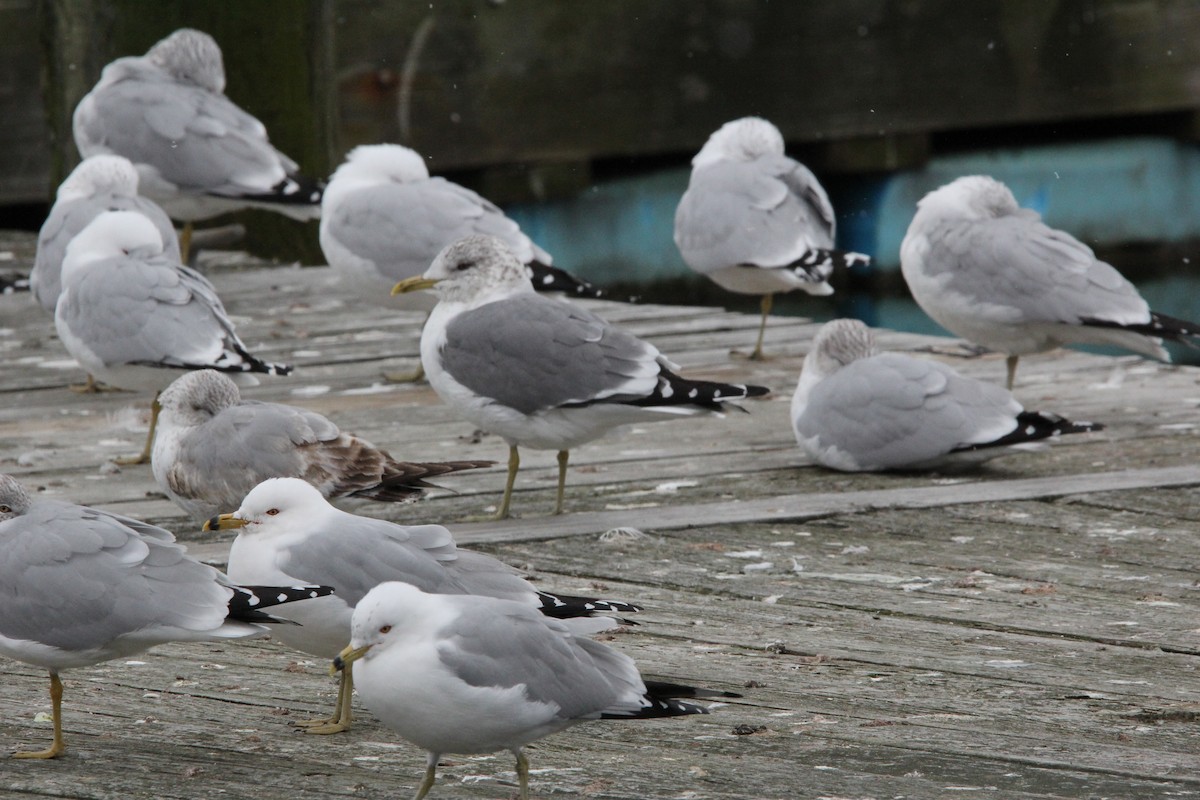 Common Gull (Kamchatka) - ML620606762