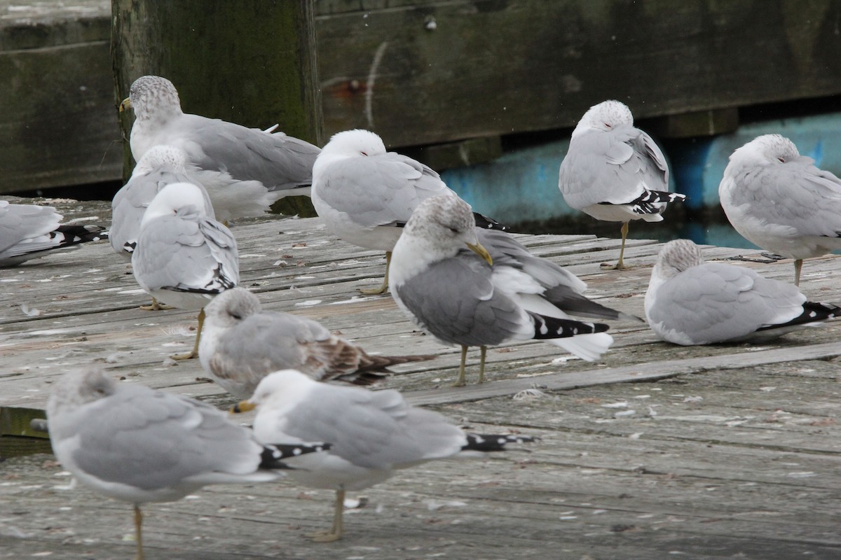 Goéland cendré (kamtschatschensis) - ML620606763