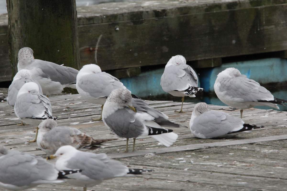 Common Gull (Kamchatka) - ML620606764