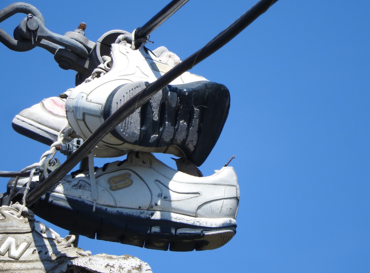 Northern House Wren (Northern) - ML620606766
