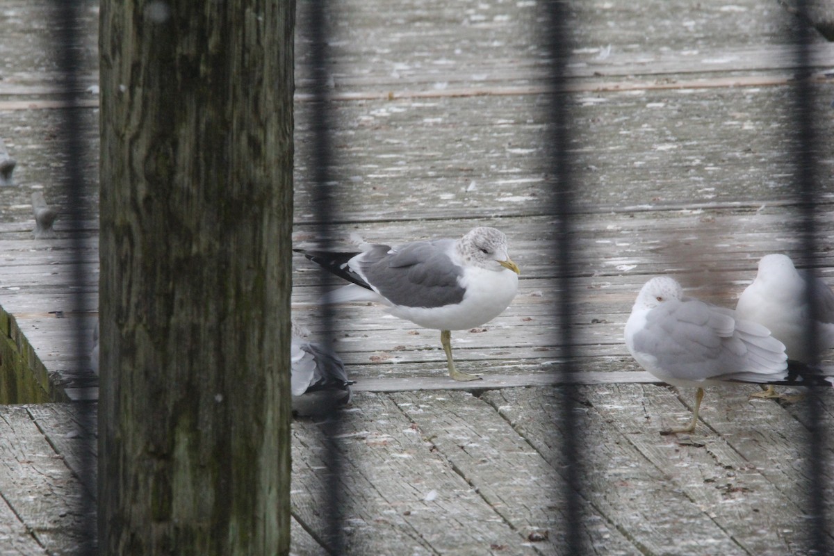 Common Gull (Kamchatka) - ML620606767