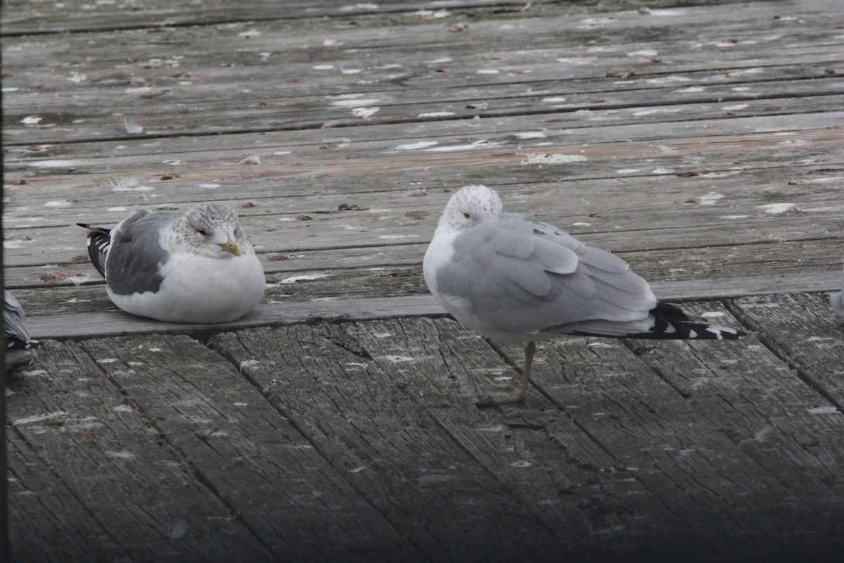 Common Gull (Kamchatka) - ML620606768