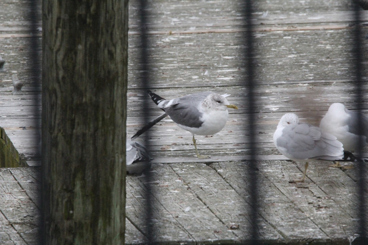 Common Gull (Kamchatka) - ML620606769