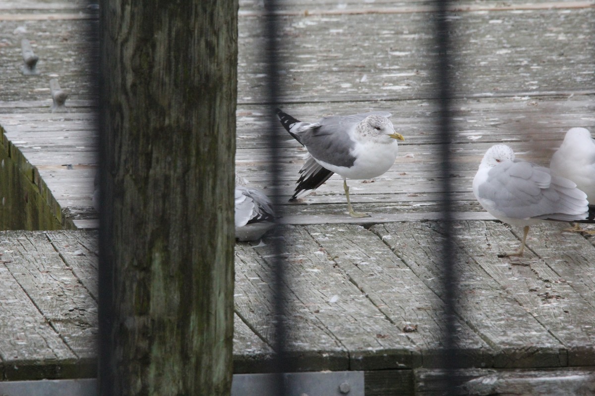 Common Gull (Kamchatka) - ML620606770