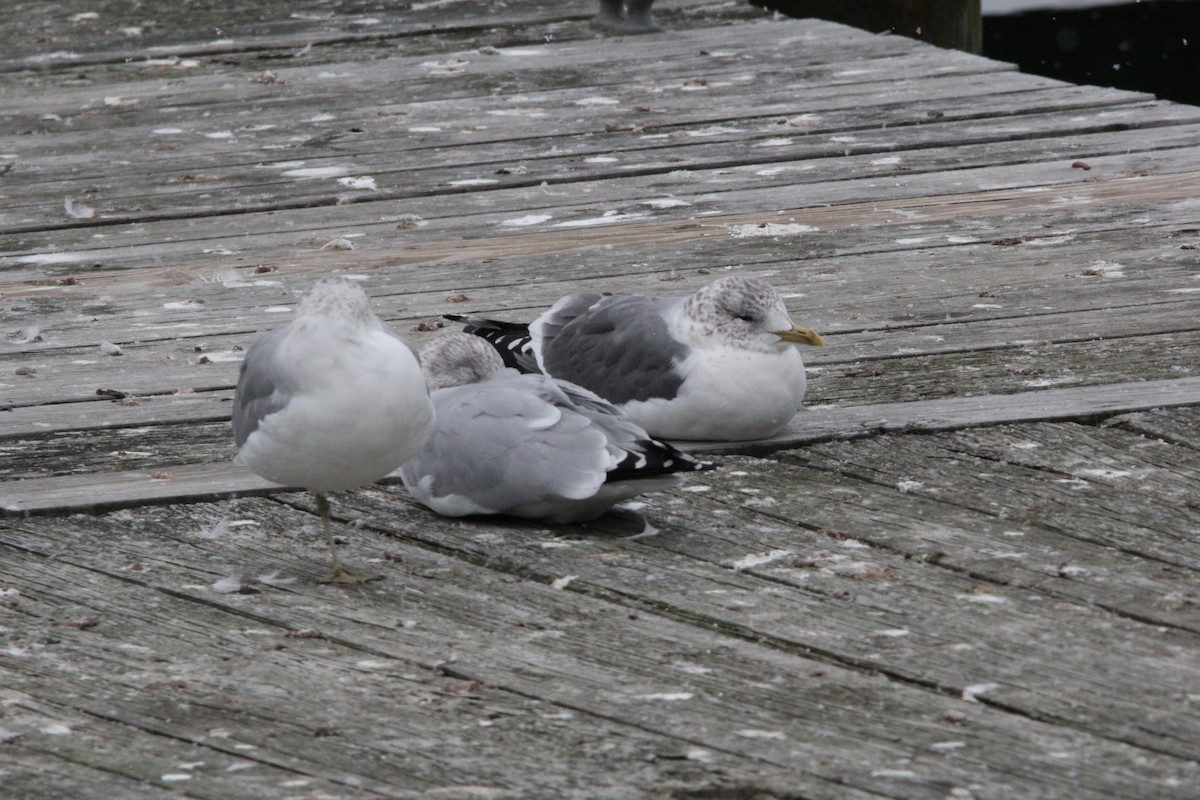 Common Gull (Kamchatka) - ML620606771