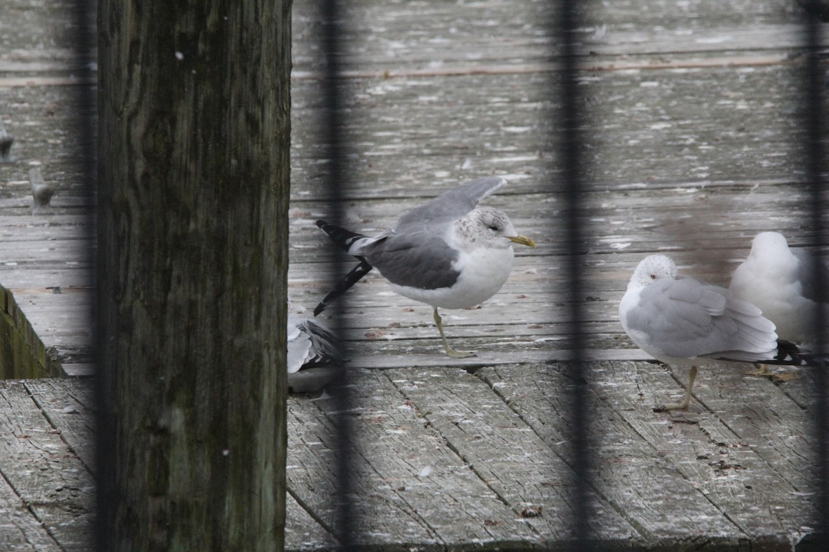 Common Gull (Kamchatka) - ML620606772