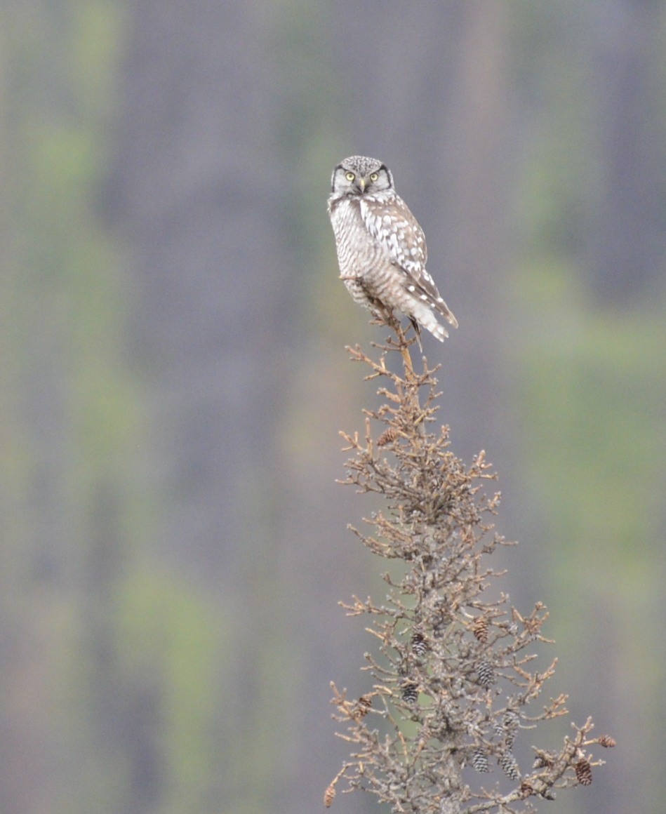 Northern Hawk Owl (American) - Spencer Vanderhoof