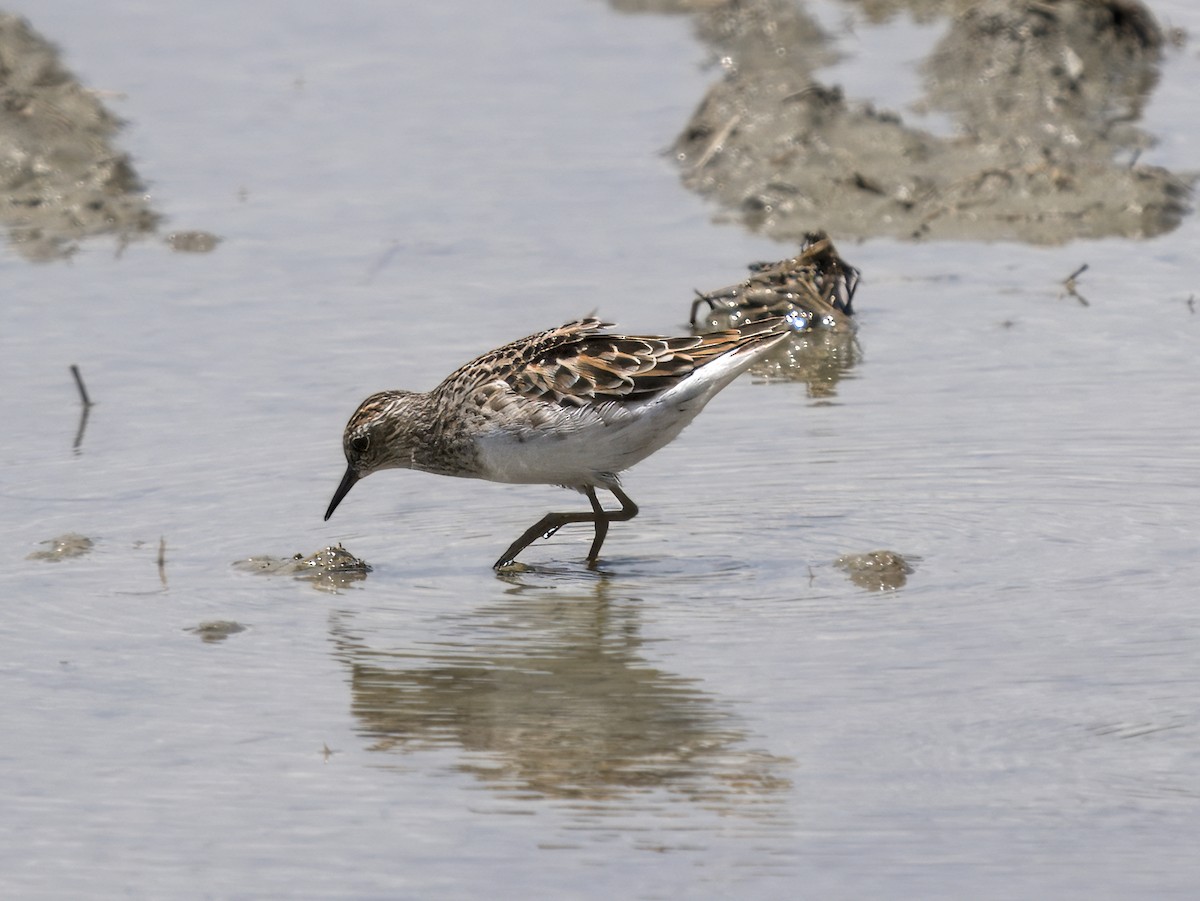 langtåsnipe - ML620606775