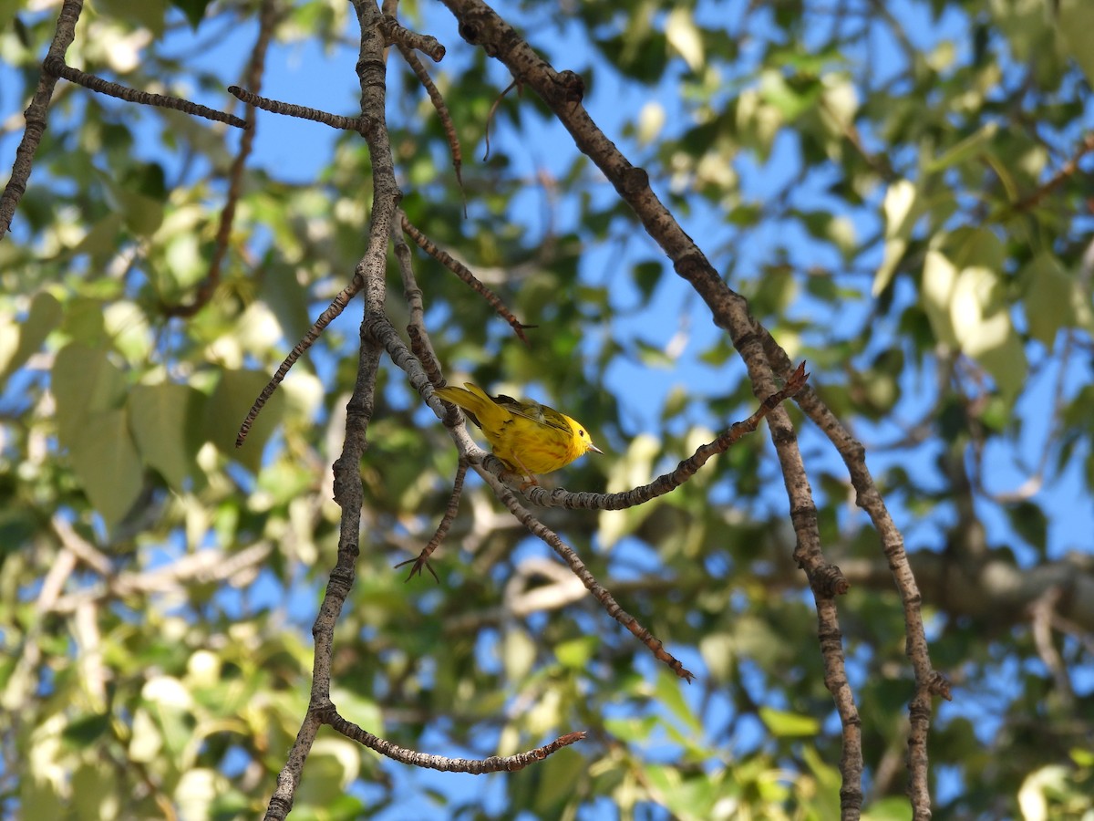 Yellow Warbler - ML620606777