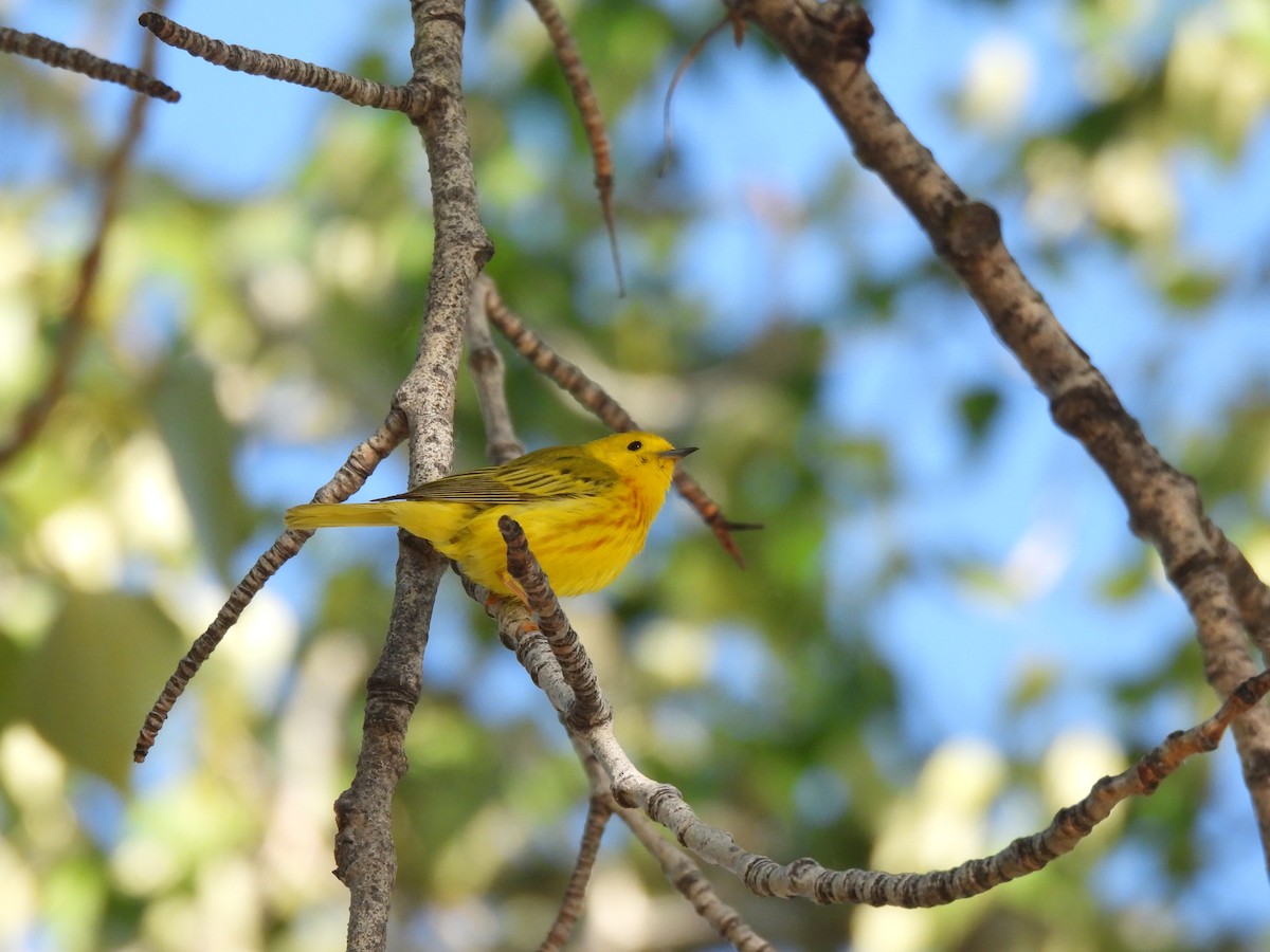 Paruline jaune - ML620606778