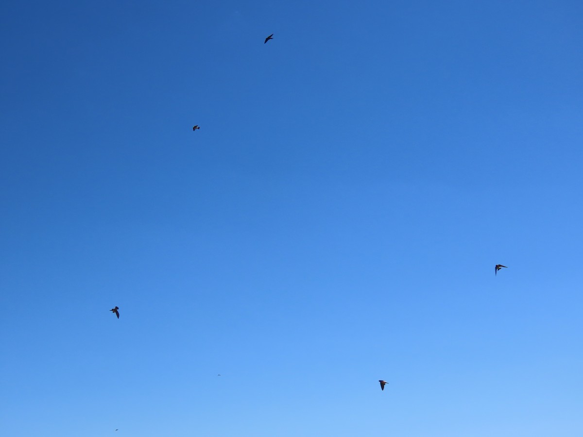 Cliff Swallow - ML620606780