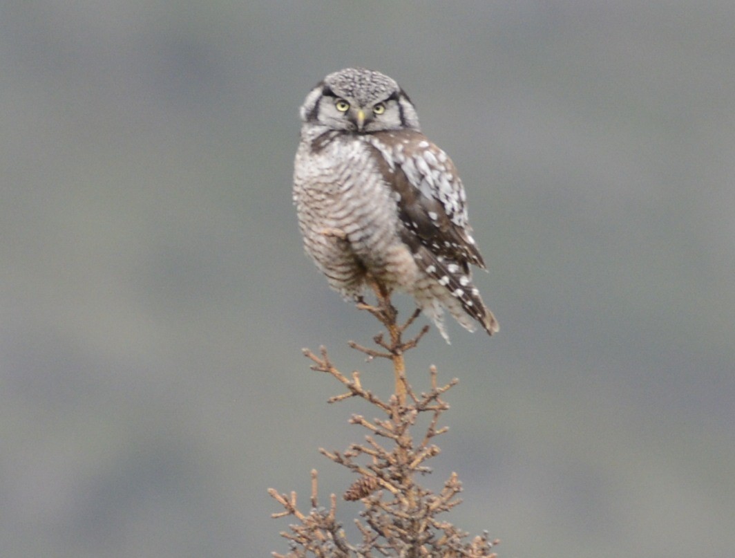 Northern Hawk Owl (American) - Spencer Vanderhoof