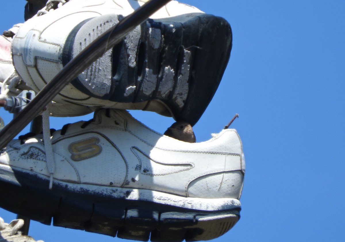 Northern House Wren (Northern) - ML620606782