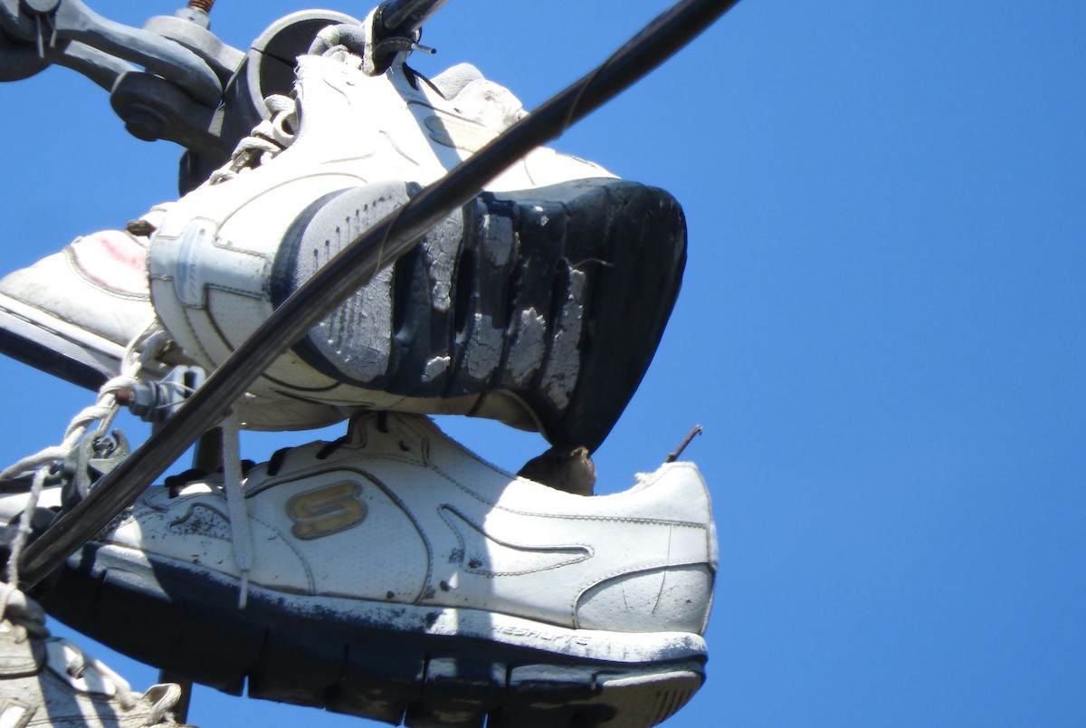 Northern House Wren (Northern) - ML620606783