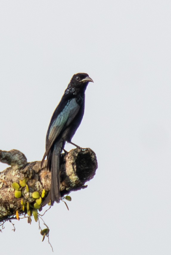 Hair-crested Drongo - ML620606784