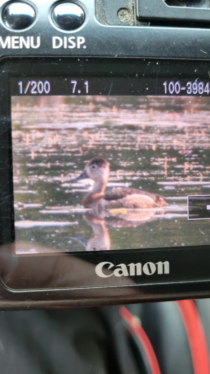 Ring-necked Duck - ML620606785