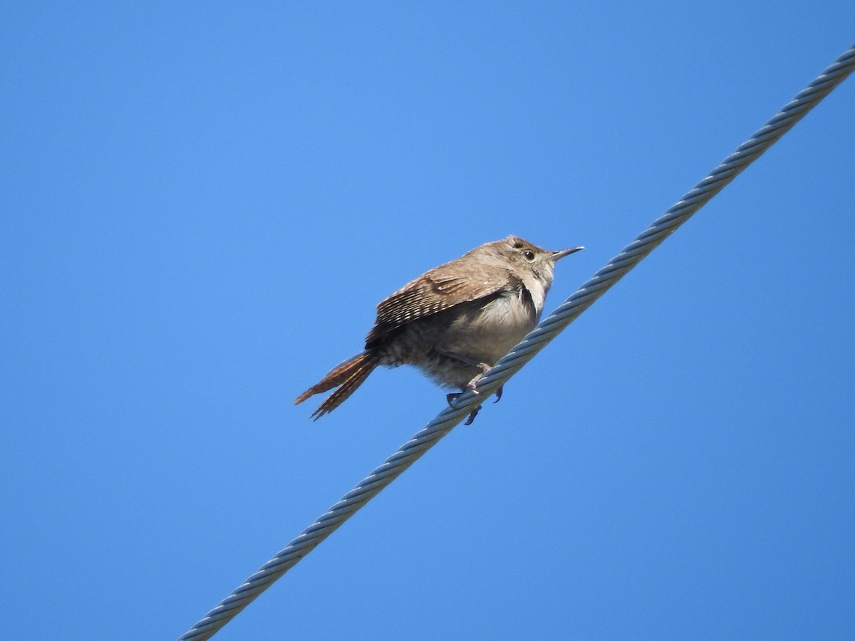 Northern House Wren (Northern) - ML620606788