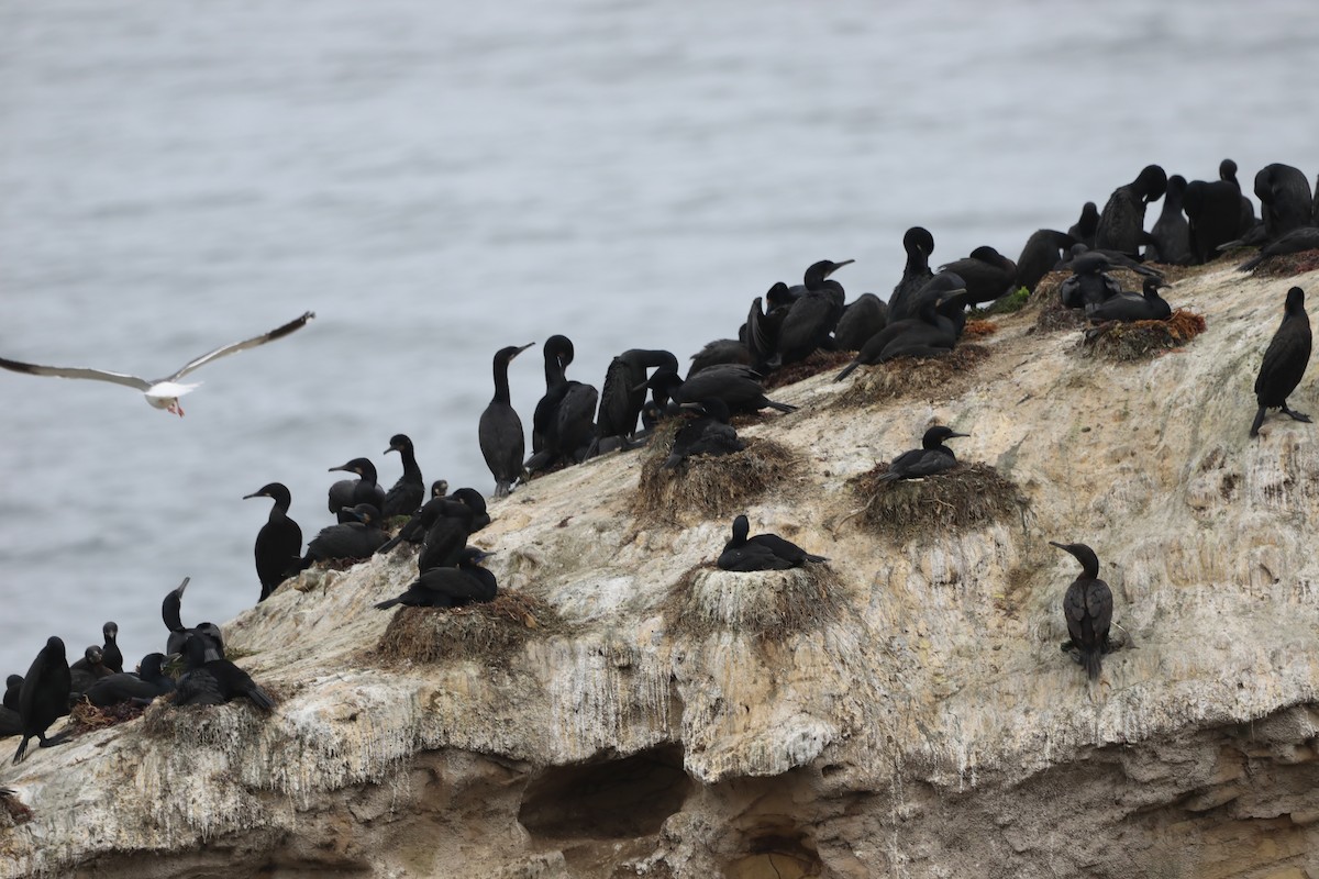 Brandt's Cormorant - ML620606789