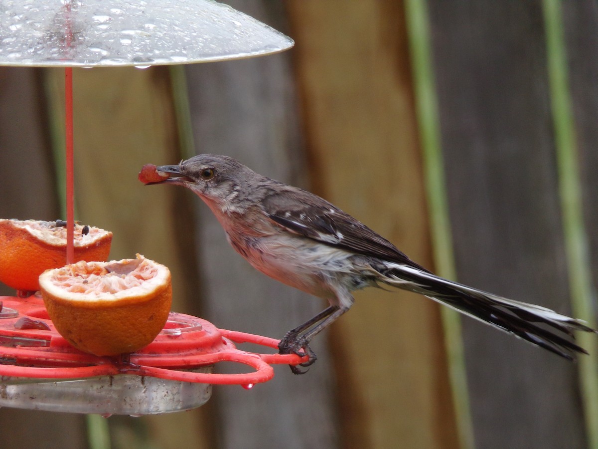 Northern Mockingbird - ML620606792