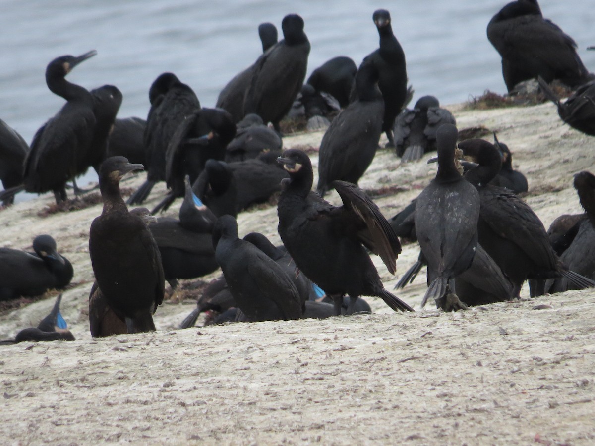 Brandt's Cormorant - ML620606793