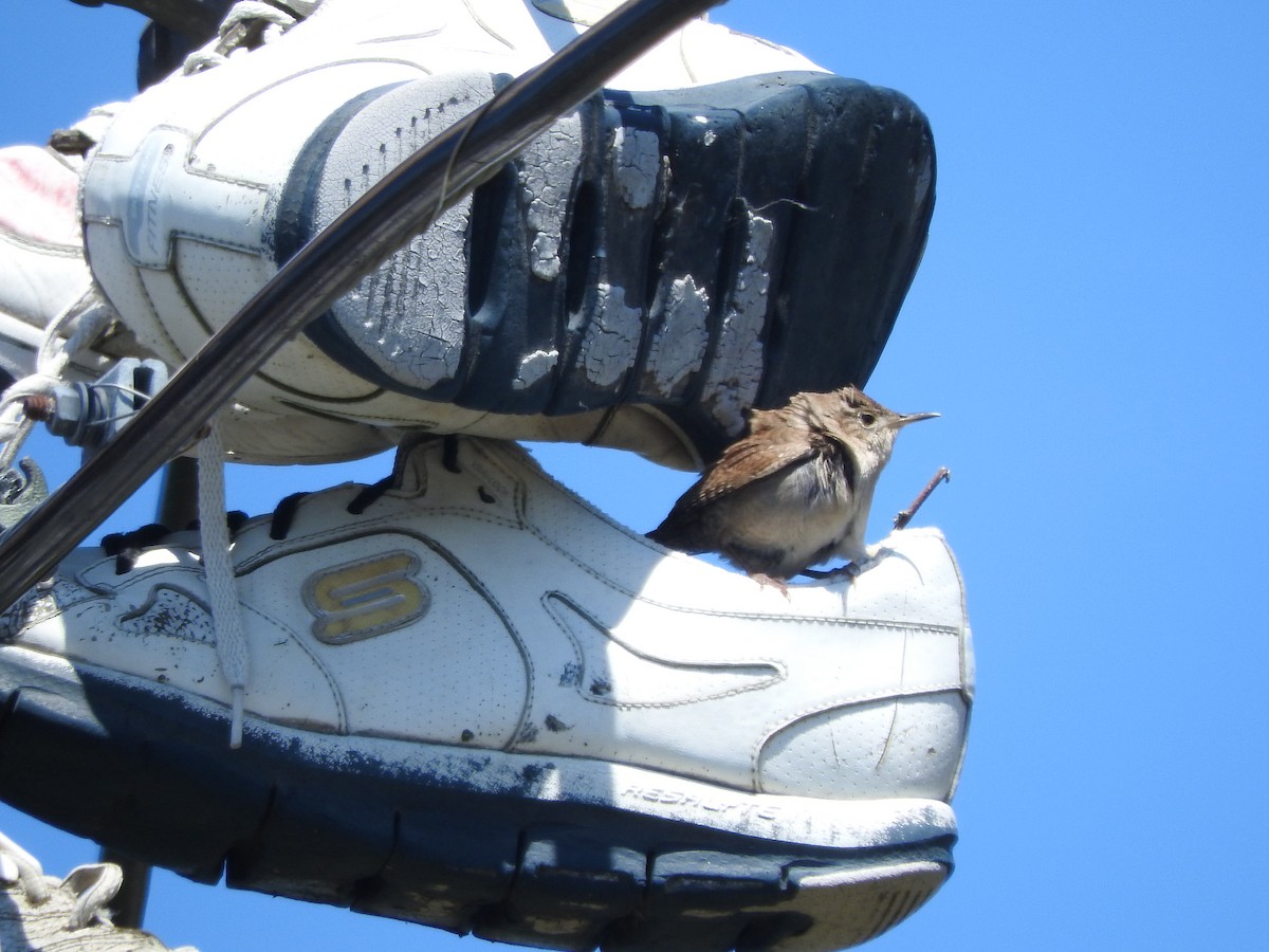 Northern House Wren (Northern) - ML620606797