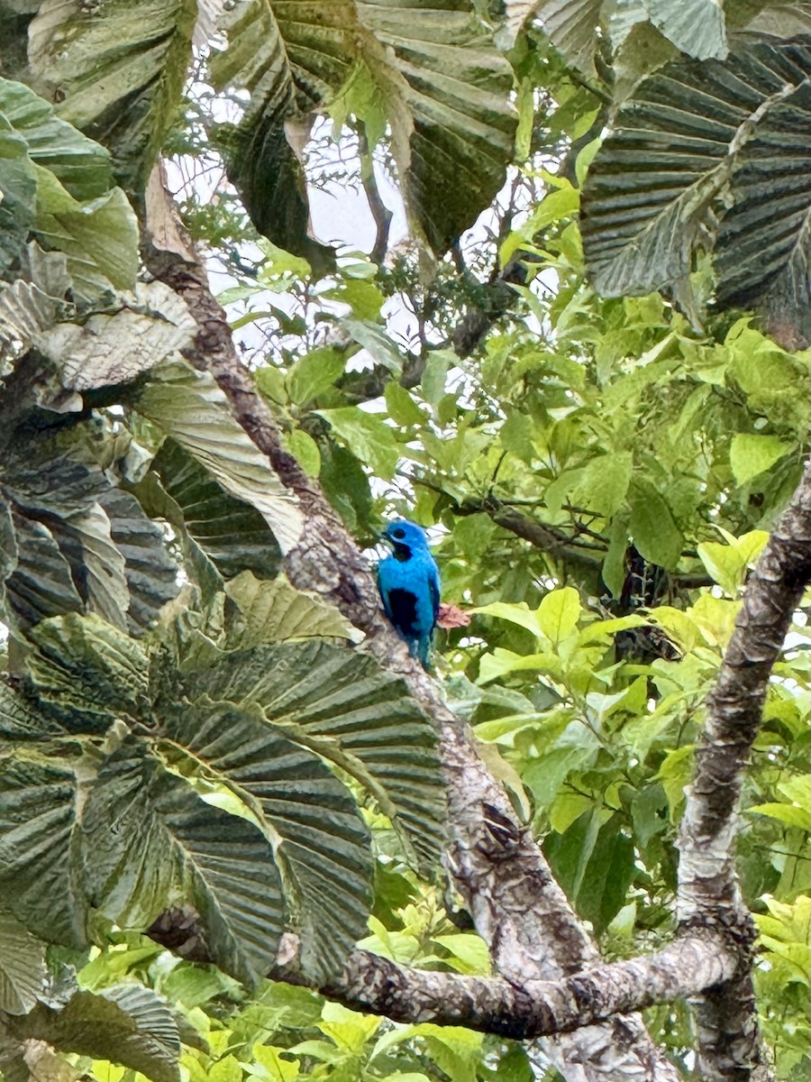 Blue Cotinga - ML620606800