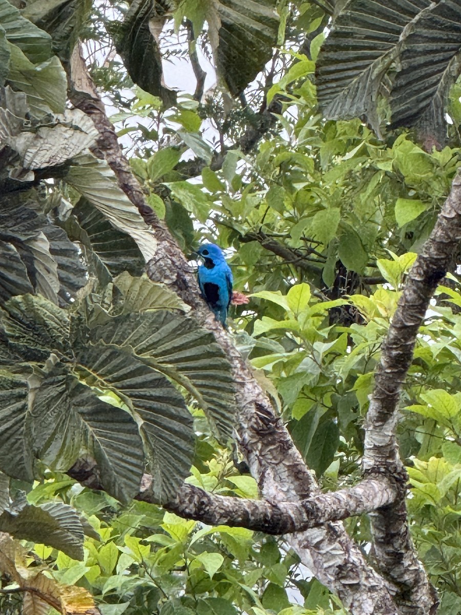 Blue Cotinga - ML620606801