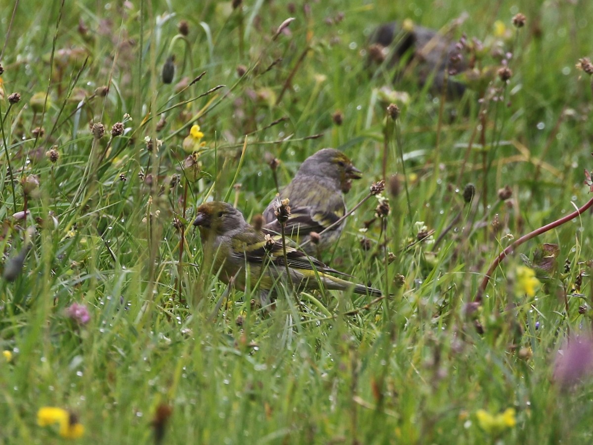 Citril Finch - ML620606804