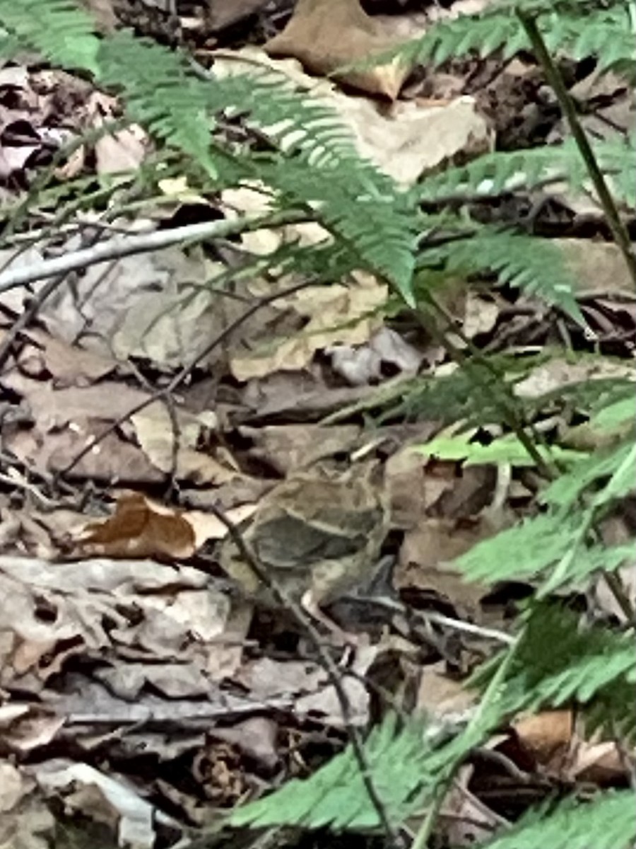 Hermit Thrush - ML620606805