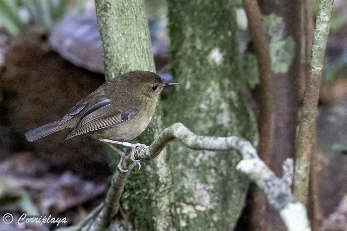 Atherton Scrubwren - ML620606811