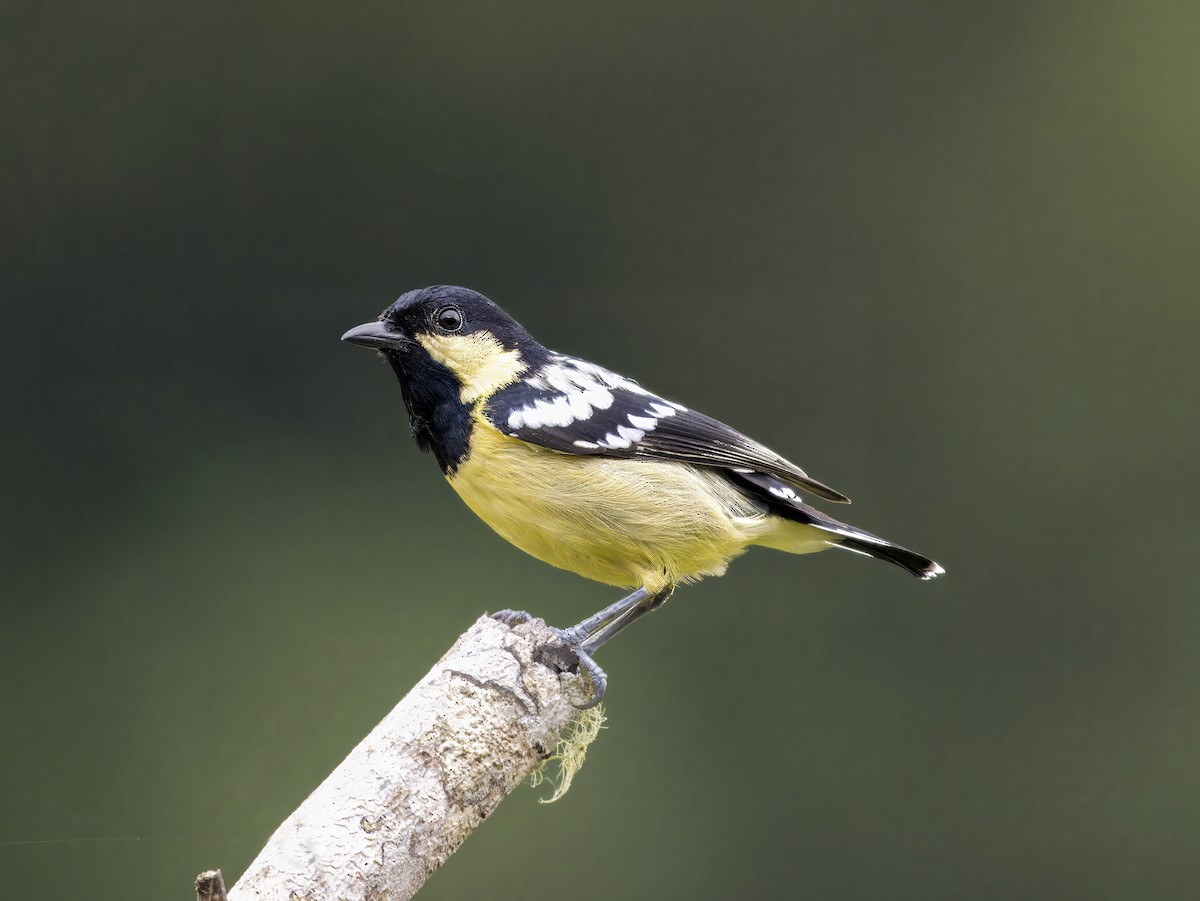 Palawan Tit - ML620606815