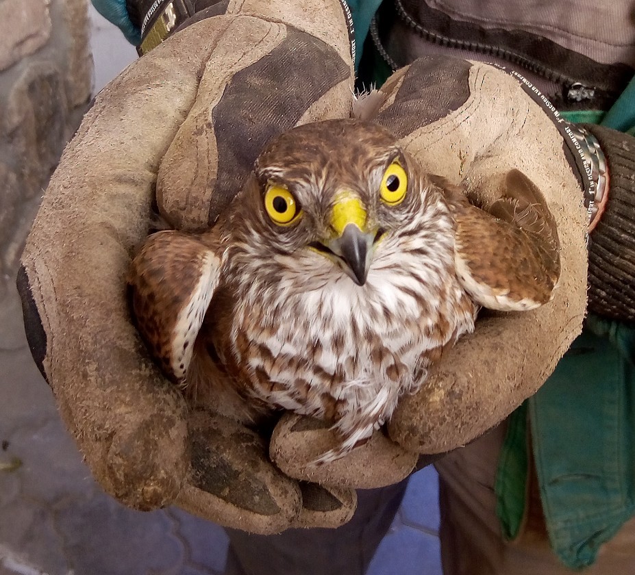 Eurasian Sparrowhawk - Pavel Babinec