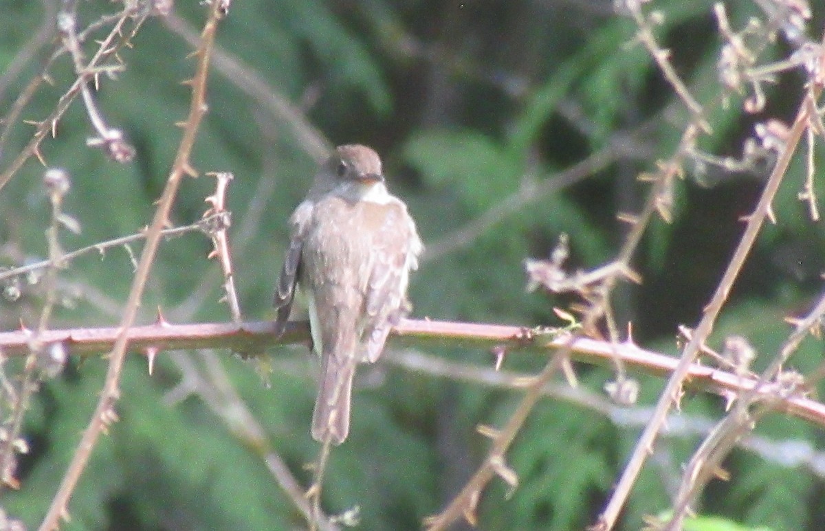 Willow Flycatcher - ML620606819