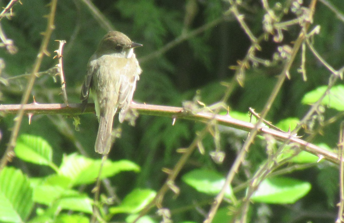 Willow Flycatcher - ML620606820