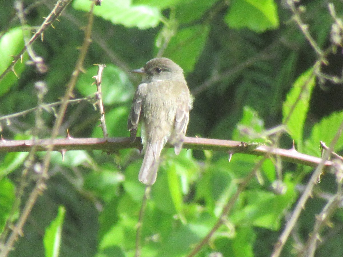 Willow Flycatcher - ML620606821