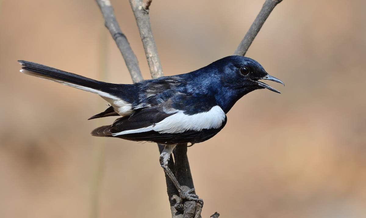 Oriental Magpie-Robin - ML620606824