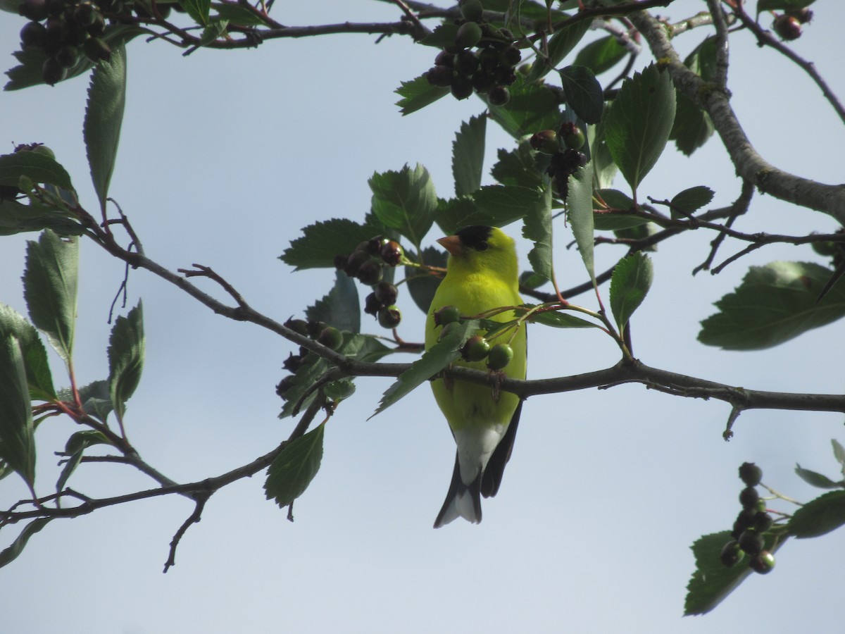 American Goldfinch - ML620606837