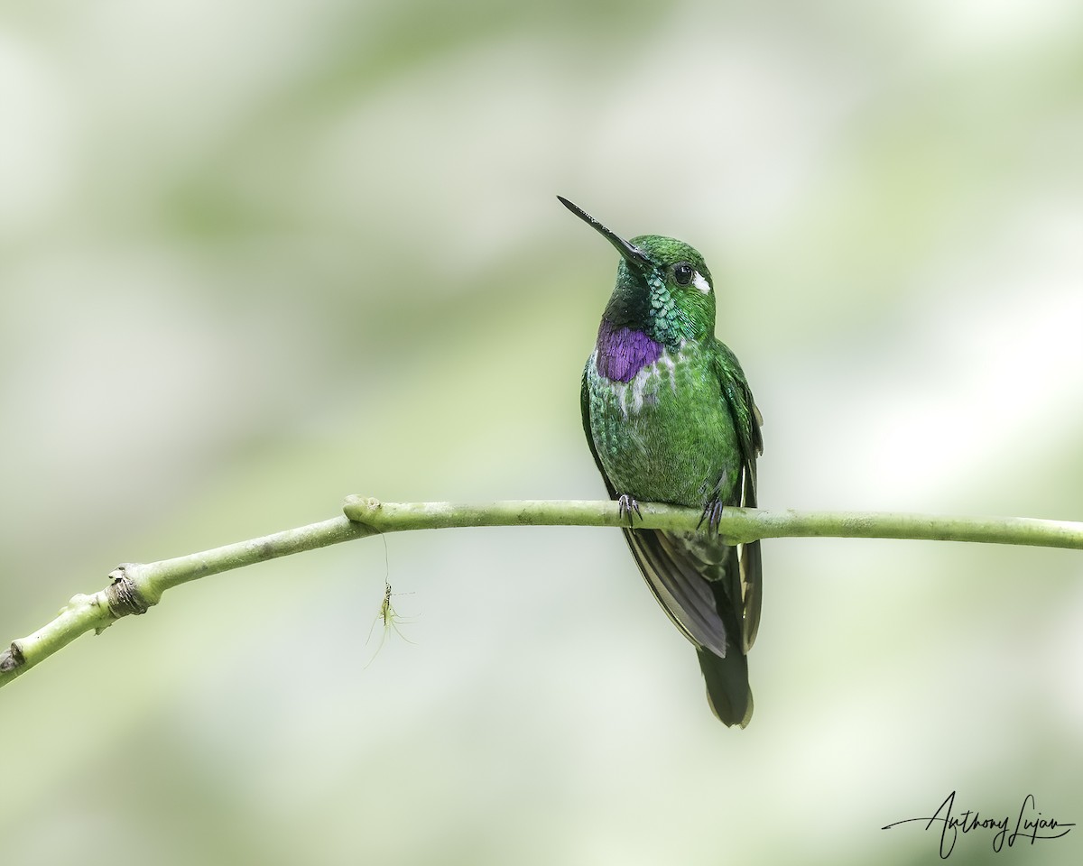 Purple-bibbed Whitetip - ML620606840