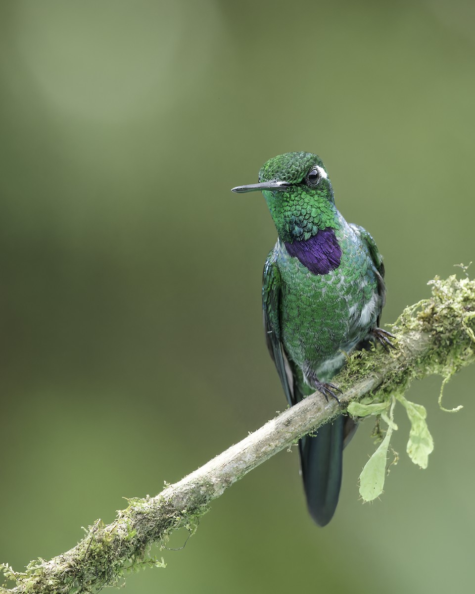 Purple-bibbed Whitetip - ML620606843