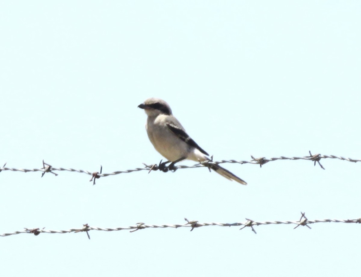 Loggerhead Shrike - ML620606846