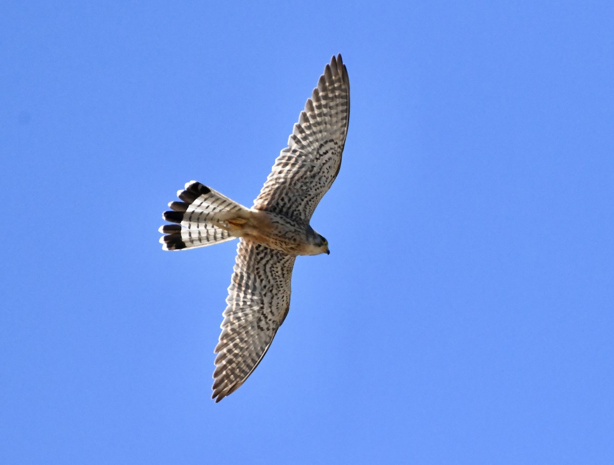 Eurasian Kestrel - Greg Hudson