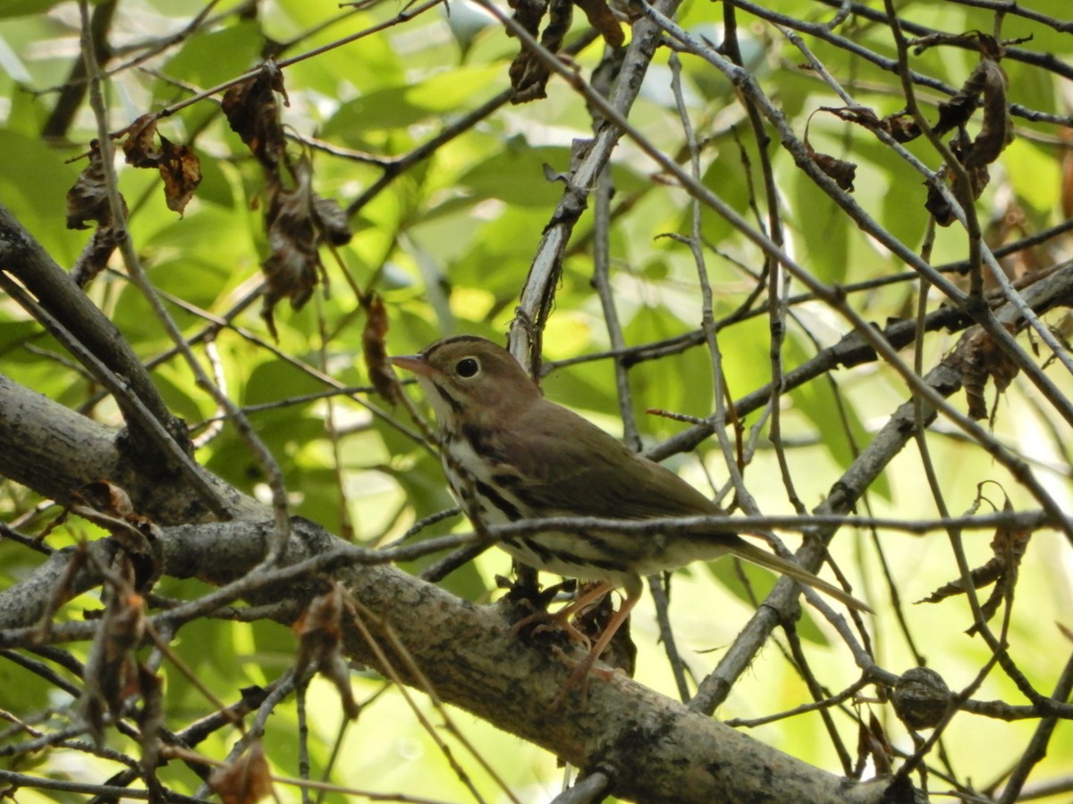 Ovenbird - ML620606855