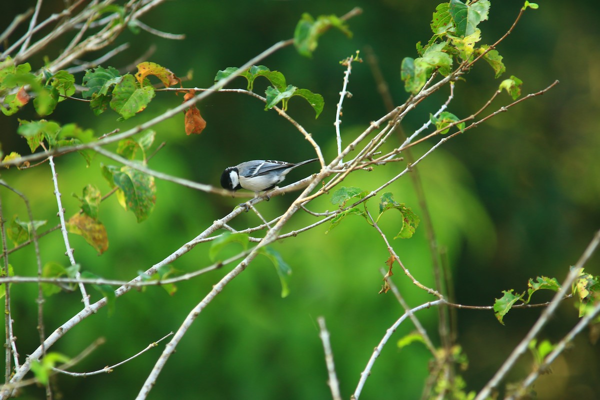 Cinereous Tit - ML620606856