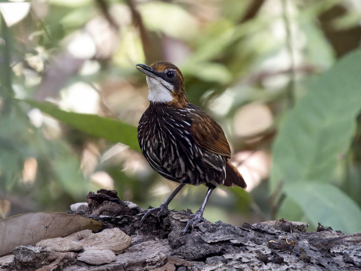 Falcated Wren-Babbler - ML620606858