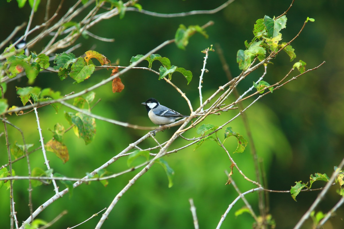 Cinereous Tit - ML620606859