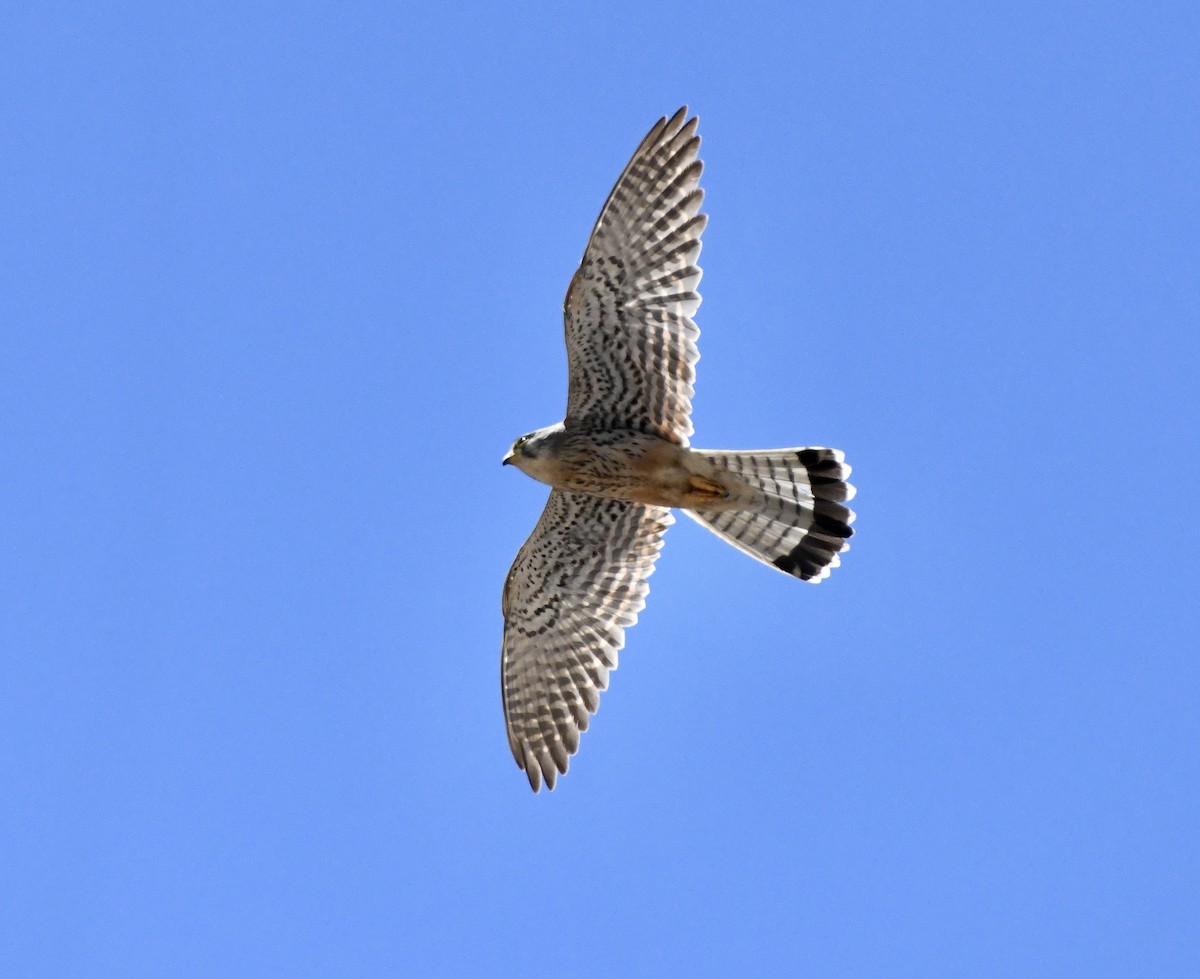 Eurasian Kestrel - ML620606864