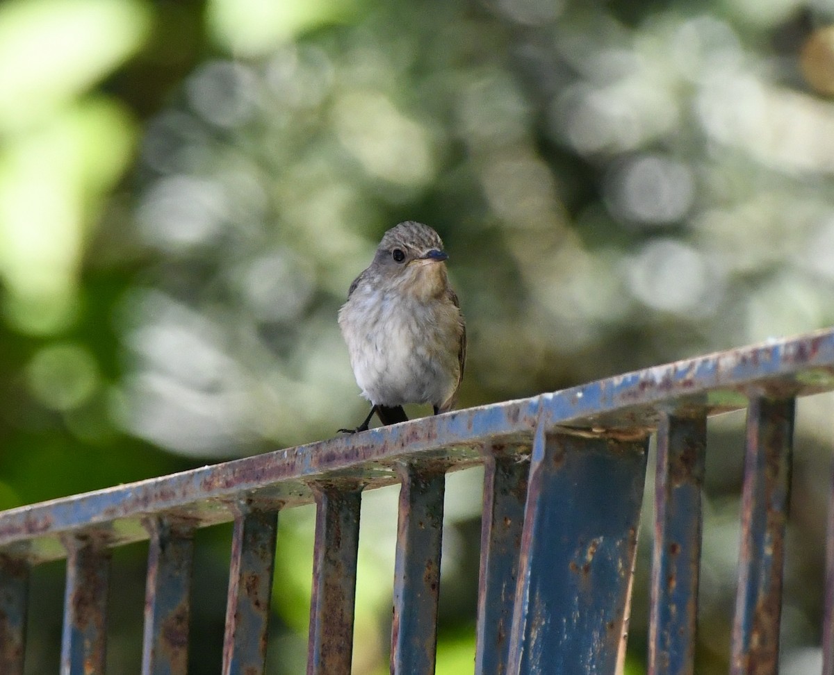 Spotted Flycatcher - ML620606867