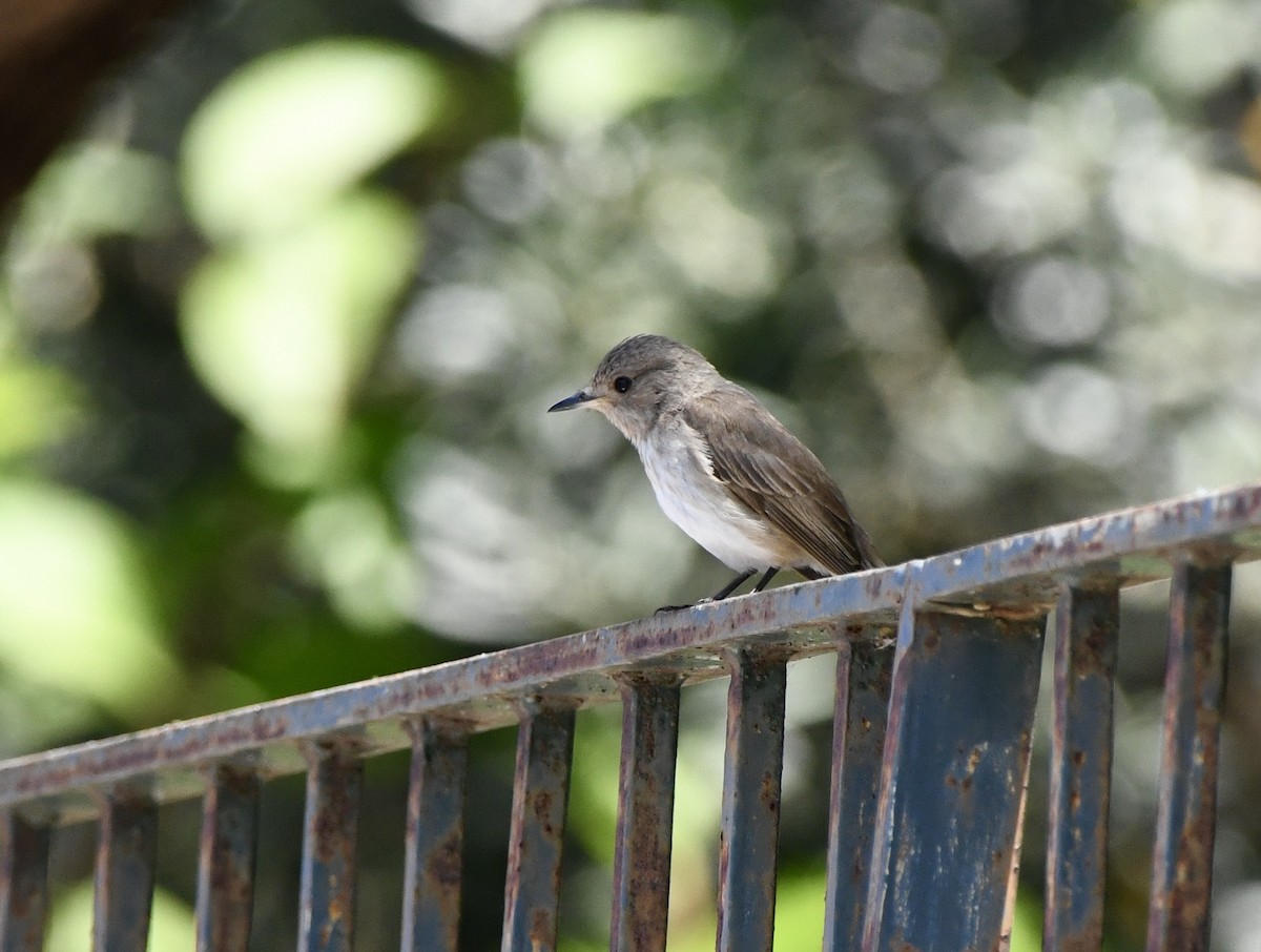 Spotted Flycatcher - ML620606871