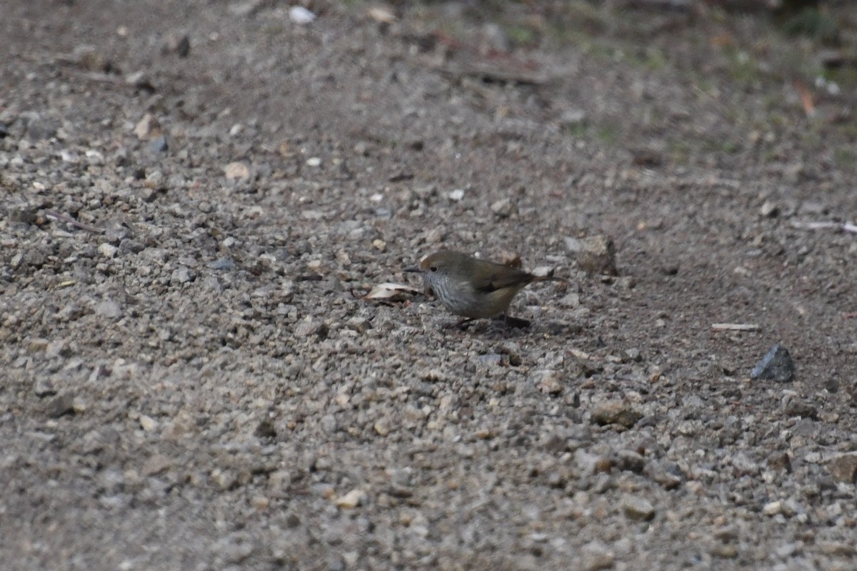 Brown Thornbill - ML620606872